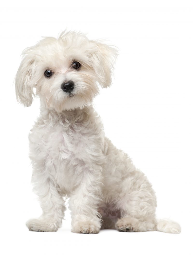 Puppy kindergarten training session in Lake County Indiana