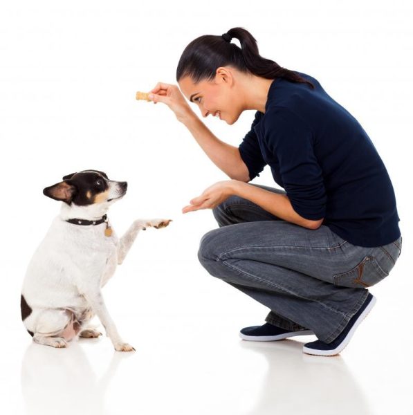 Woman training a dog during basic obedience training in Lake County Indiana